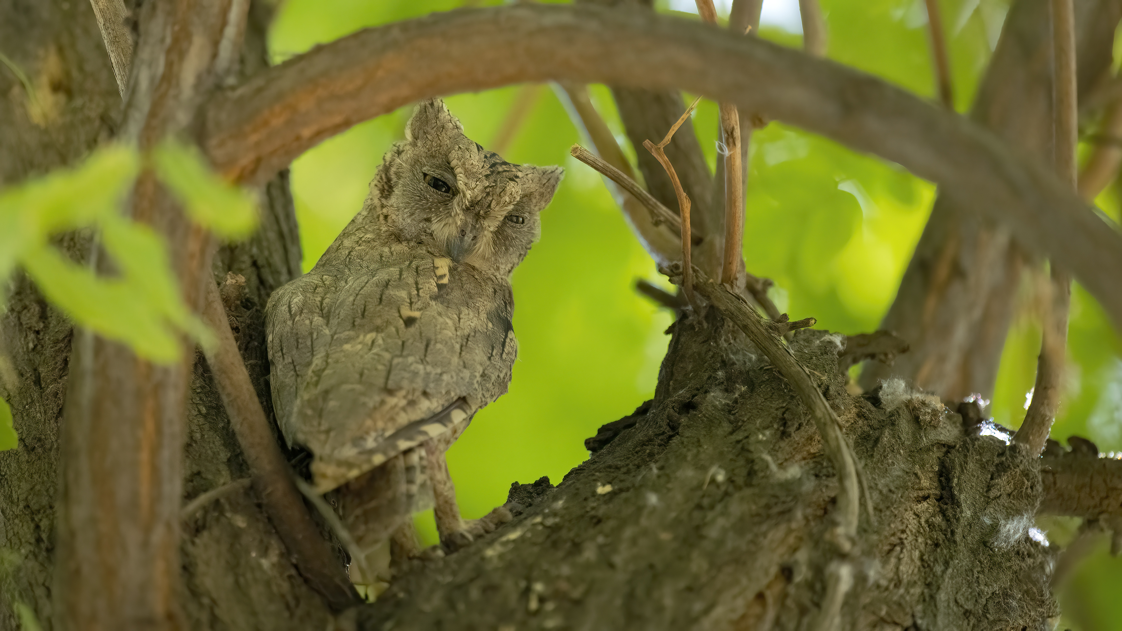 Pallid Scops-Owl